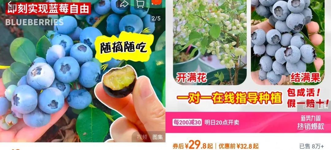 在广东实现“蓝莓自由”！价格还能降→