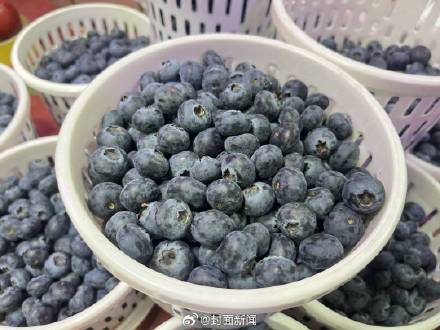 蓝莓价格大跳水可以畅吃了