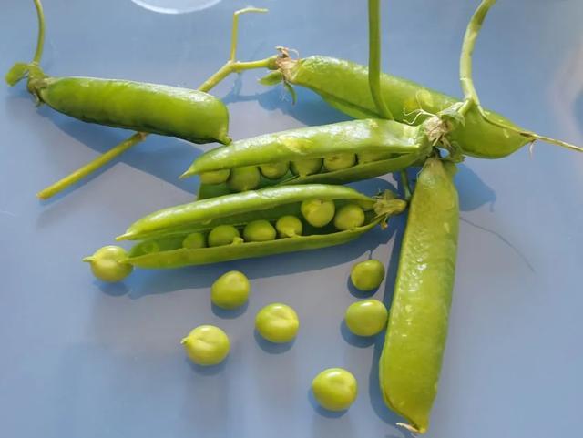 “苦尽柑来豌豆饭”爆火！不仅美味，还高蛋白、高钾，这个季节吃正好！