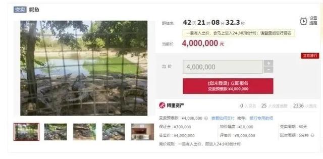 100吨活鳄鱼被拍卖！法院：需“上门自提”