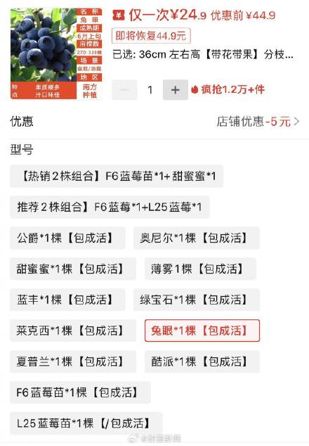 蓝莓价格大跳水可以畅吃了