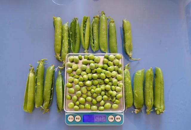 “苦尽柑来豌豆饭”爆火！不仅美味，还高蛋白、高钾，这个季节吃正好！