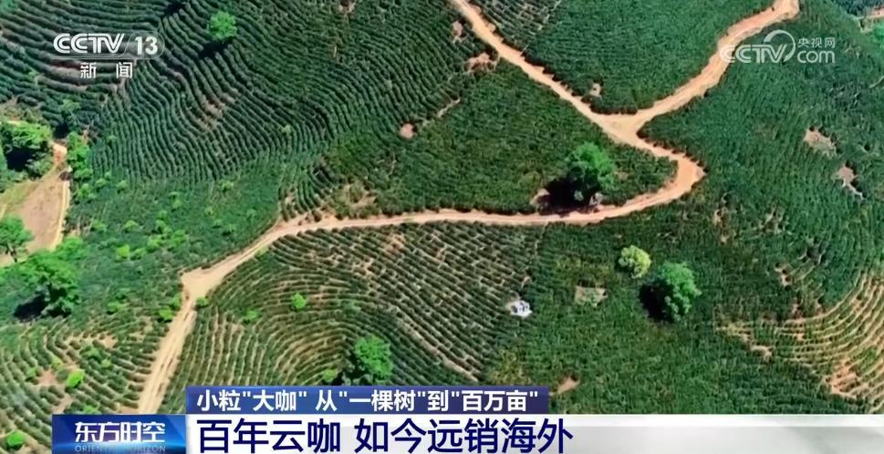 从“廉价原料”到“精品金豆”，云南小粒咖啡“咖位”有多大？一文了解