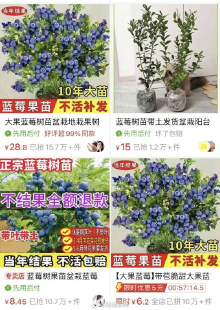 蓝莓价格大跳水可以畅吃了