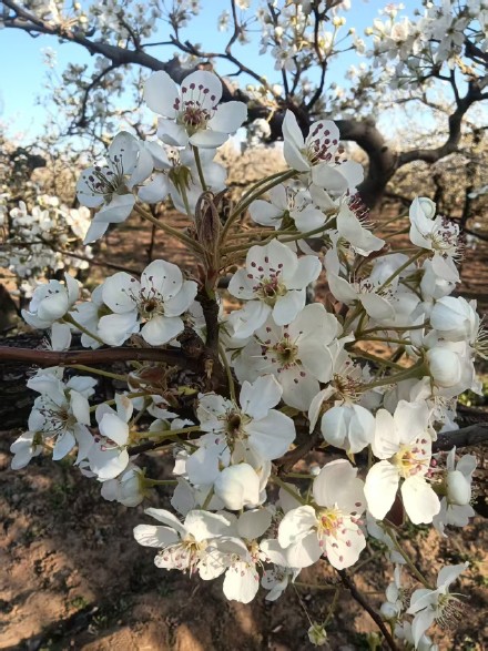 花开千树雪，香沁一春风