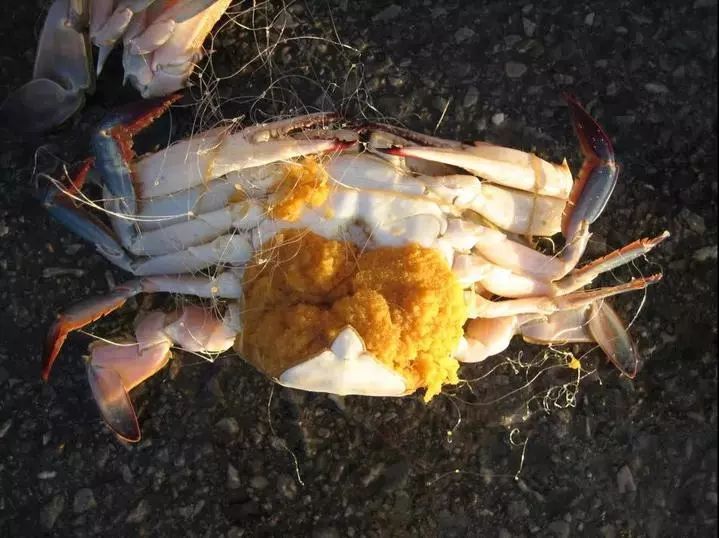 4月1日起，温州人爱吃的这种海鲜禁售！