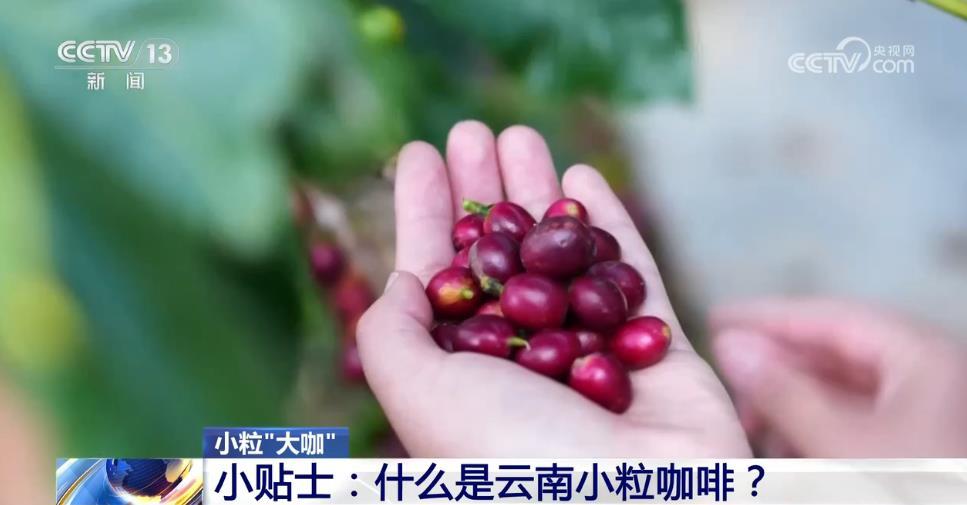 从“廉价原料”到“精品金豆”，云南小粒咖啡“咖位”有多大？一文了解