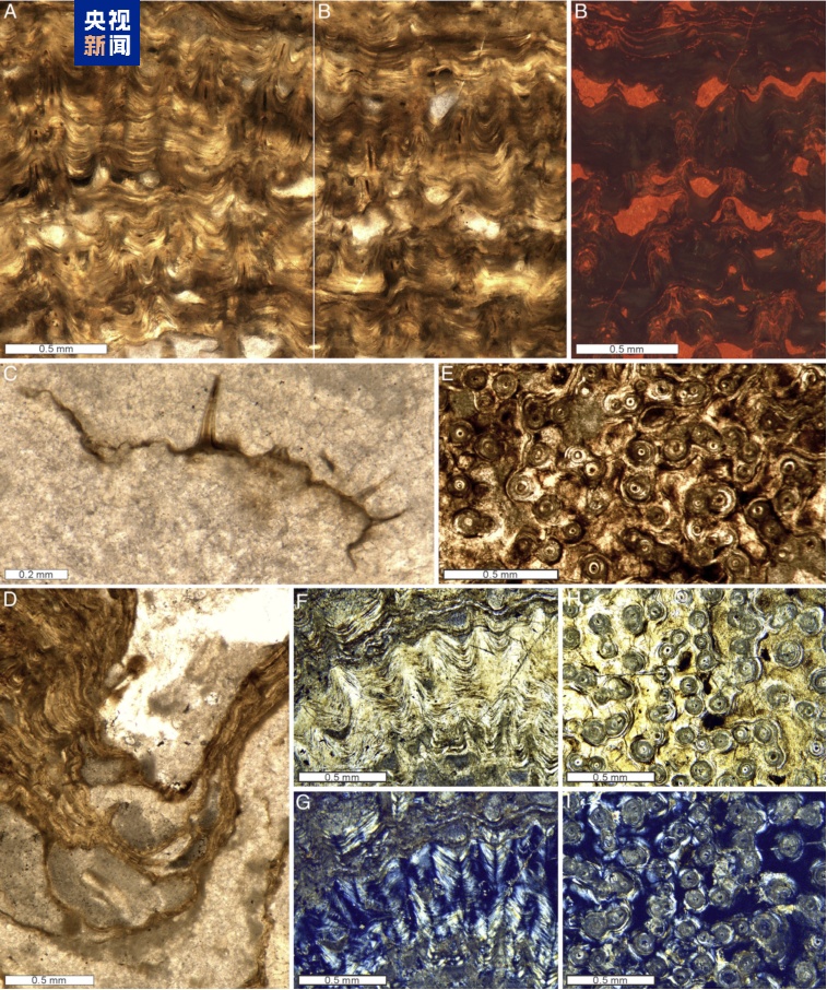 来自4.8亿年前 科学家发现迄今为止最古老的层孔海绵化石