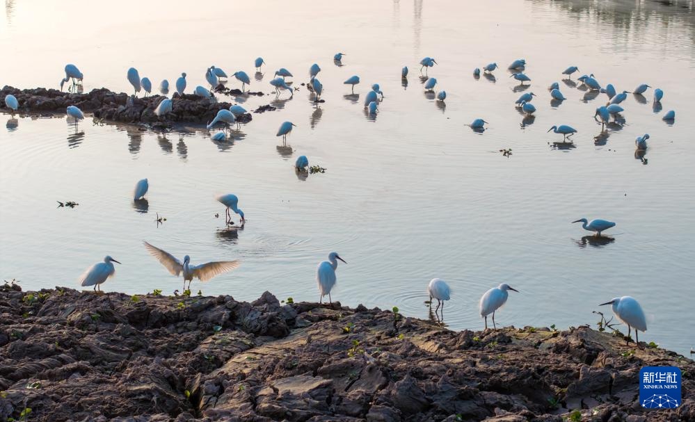 顺德“鸟叔”廿七载守护“鹭鸟天堂” 顺德“鸟叔”廿七载守护“鹭鸟天堂”
