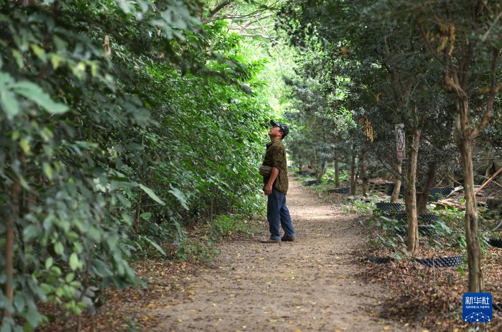 顺德“鸟叔”廿七载守护“鹭鸟天堂” 顺德“鸟叔”廿七载守护“鹭鸟天堂”