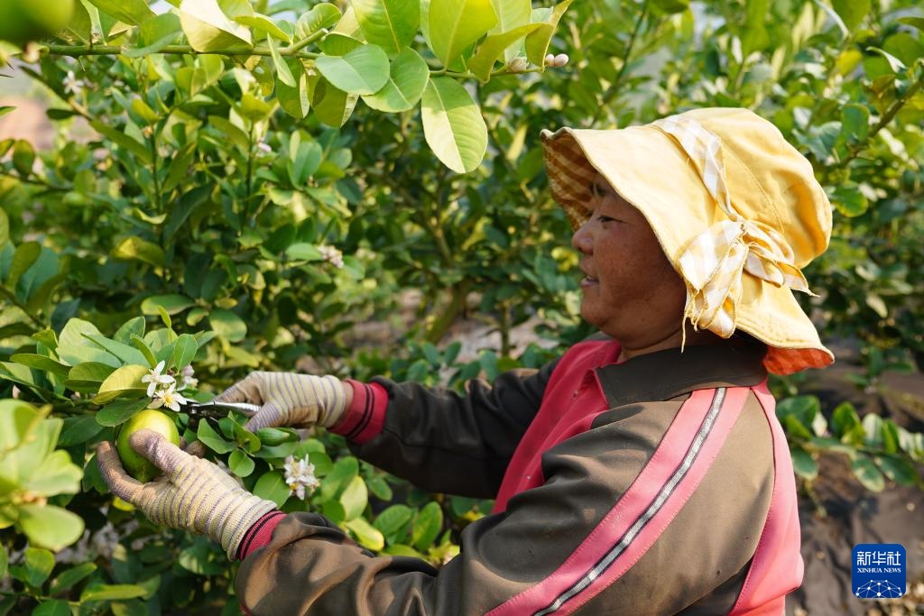 云南瑞丽：小柠檬成为致富大产业