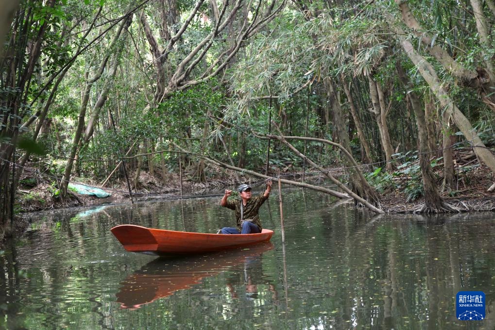 顺德“鸟叔”廿七载守护“鹭鸟天堂” 顺德“鸟叔”廿七载守护“鹭鸟天堂”