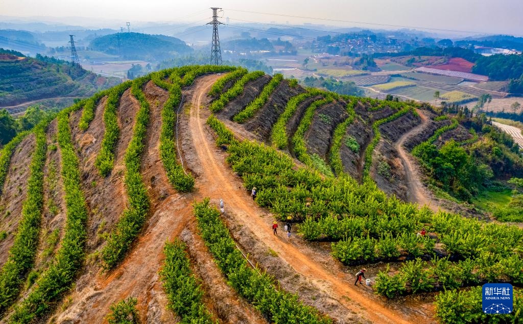 云南瑞丽：小柠檬成为致富大产业