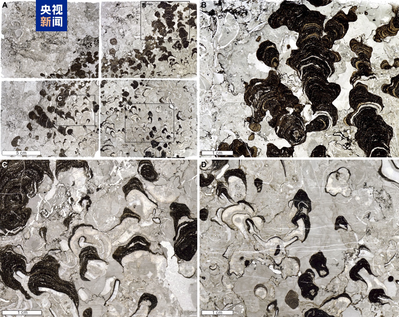 来自4.8亿年前 科学家发现迄今为止最古老的层孔海绵化石