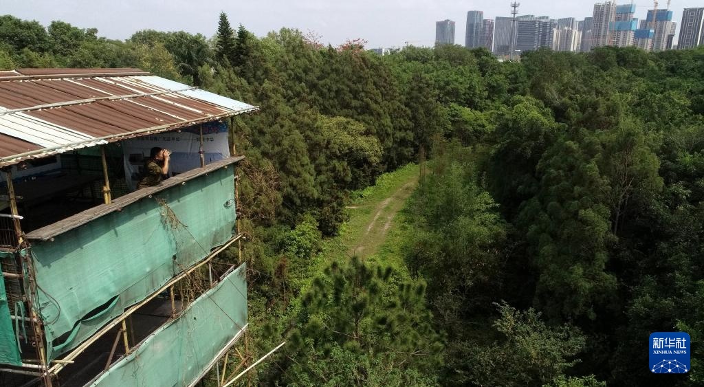 顺德“鸟叔”廿七载守护“鹭鸟天堂” 顺德“鸟叔”廿七载守护“鹭鸟天堂”