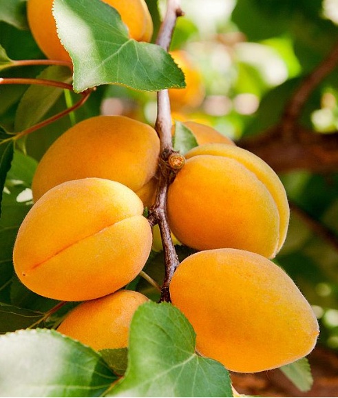 资讯动态 | 春华秋实:科学驿站外,杏承翊高飞 资讯动态 | 春华秋实:科学驿站外,杏承翊高飞