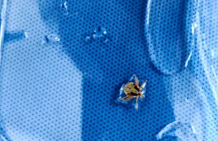 蜱虫又又又来了！别硬拔，已有人中招