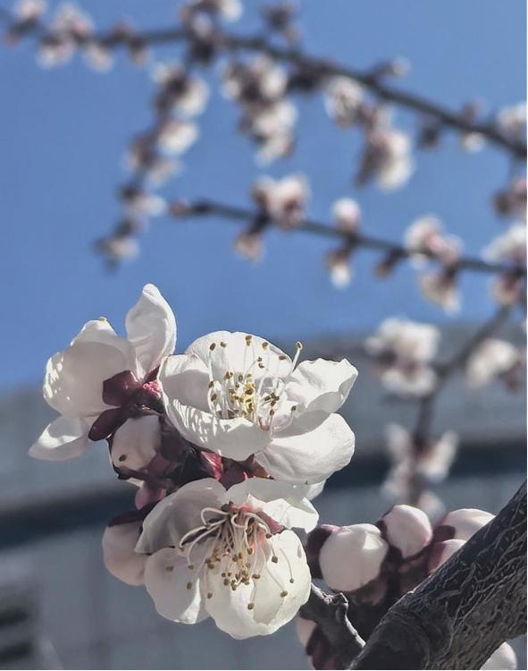 资讯动态 | 春华秋实:科学驿站外,杏承翊高飞 资讯动态 | 春华秋实:科学驿站外,杏承翊高飞