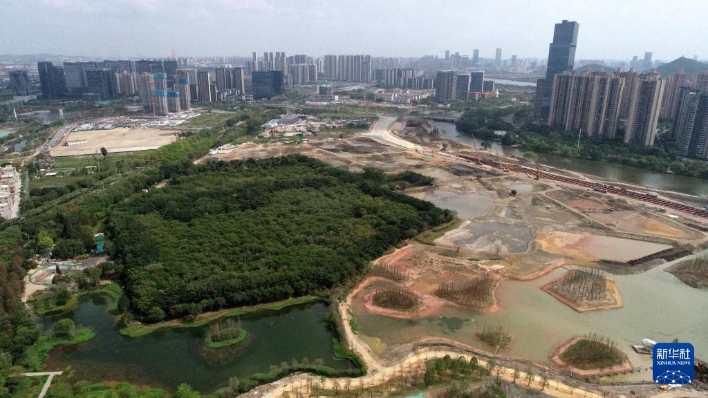 顺德“鸟叔”廿七载守护“鹭鸟天堂” 顺德“鸟叔”廿七载守护“鹭鸟天堂”