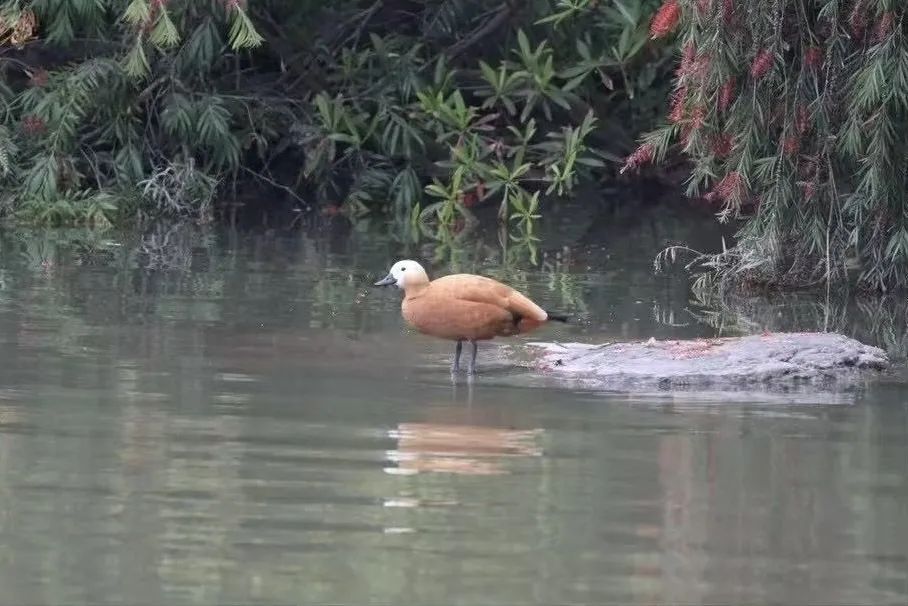 广州海珠湿地发现“三有”物种赤麻鸭