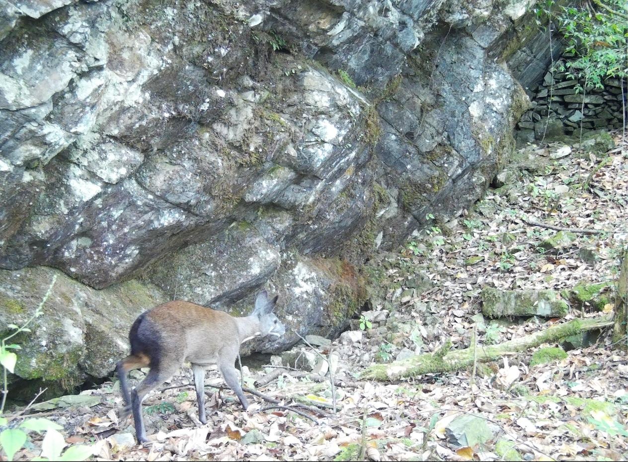 贵州梵净山保护区首次捕获林麝清晰影像 贵州梵净山保护区首次捕获林麝清晰影像
