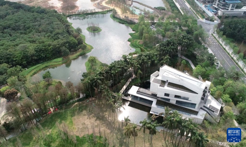 顺德“鸟叔”廿七载守护“鹭鸟天堂” 顺德“鸟叔”廿七载守护“鹭鸟天堂”