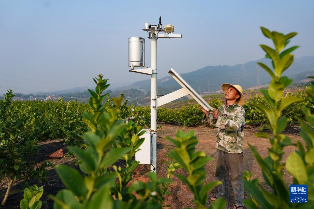 云南瑞丽：小柠檬成为致富大产业