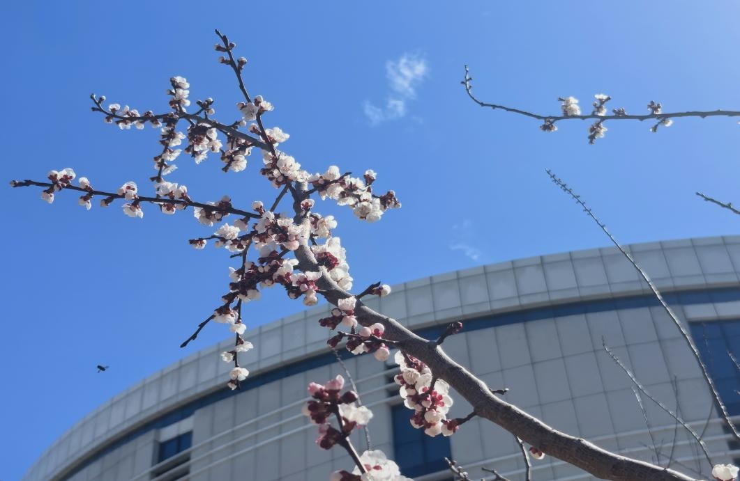 资讯动态 | 春华秋实:科学驿站外,杏承翊高飞 资讯动态 | 春华秋实:科学驿站外,杏承翊高飞