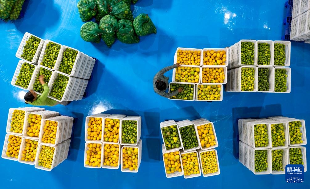 云南瑞丽：小柠檬成为致富大产业