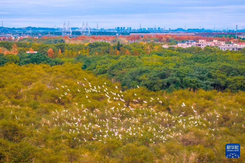顺德“鸟叔”廿七载守护“鹭鸟天堂” 顺德“鸟叔”廿七载守护“鹭鸟天堂”