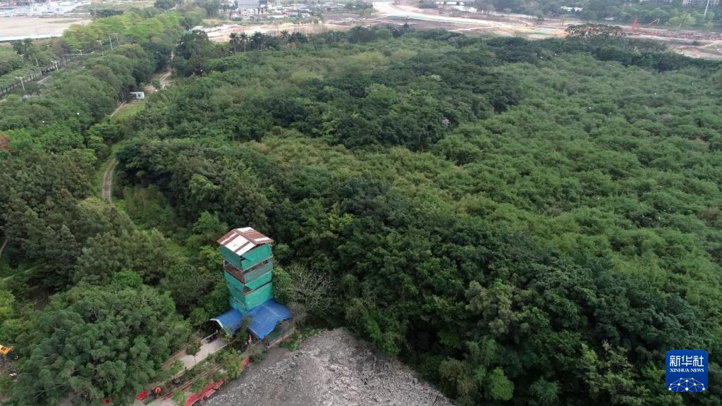 顺德“鸟叔”廿七载守护“鹭鸟天堂” 顺德“鸟叔”廿七载守护“鹭鸟天堂”