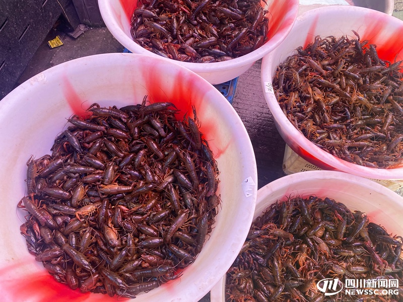 夏季顶流小龙虾提前上桌 泸州商家：后期每斤最低或降至10元