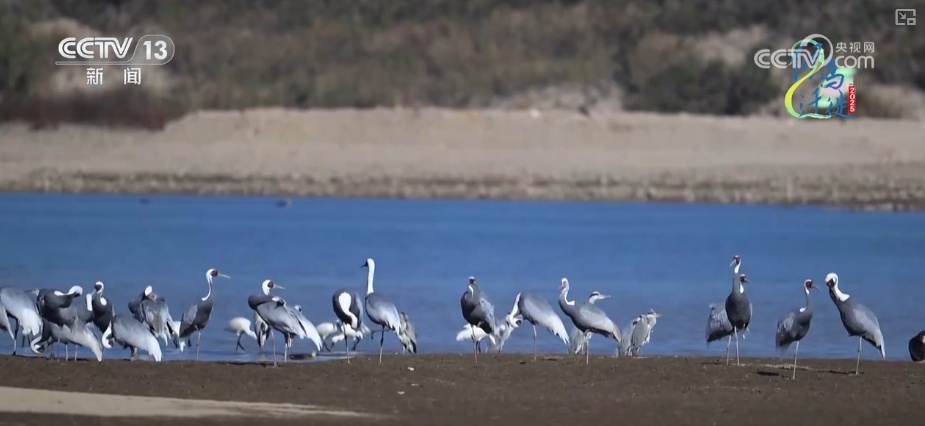 空中第一视角，绝美！跟着“摄影师”白枕鹤“蒙蒙”饱览生态之美