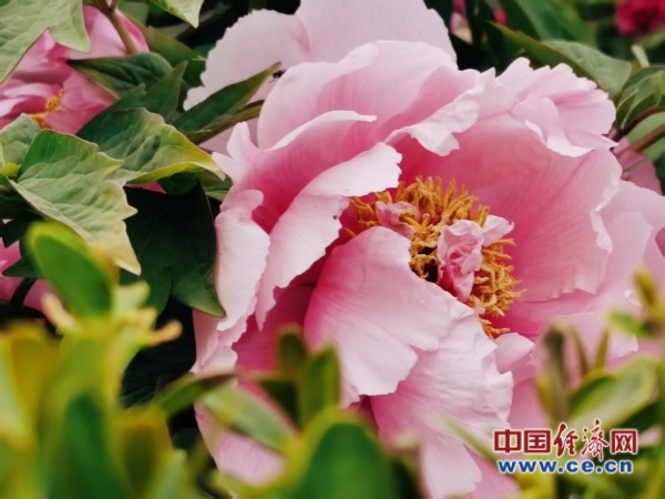 赏花经济:文旅融合下的产业升级新图景 赏花经济:文旅融合下的产业升级新图景