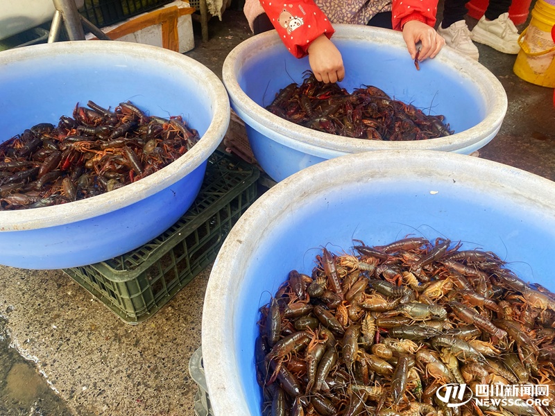 夏季顶流小龙虾提前上桌 泸州商家：后期每斤最低或降至10元