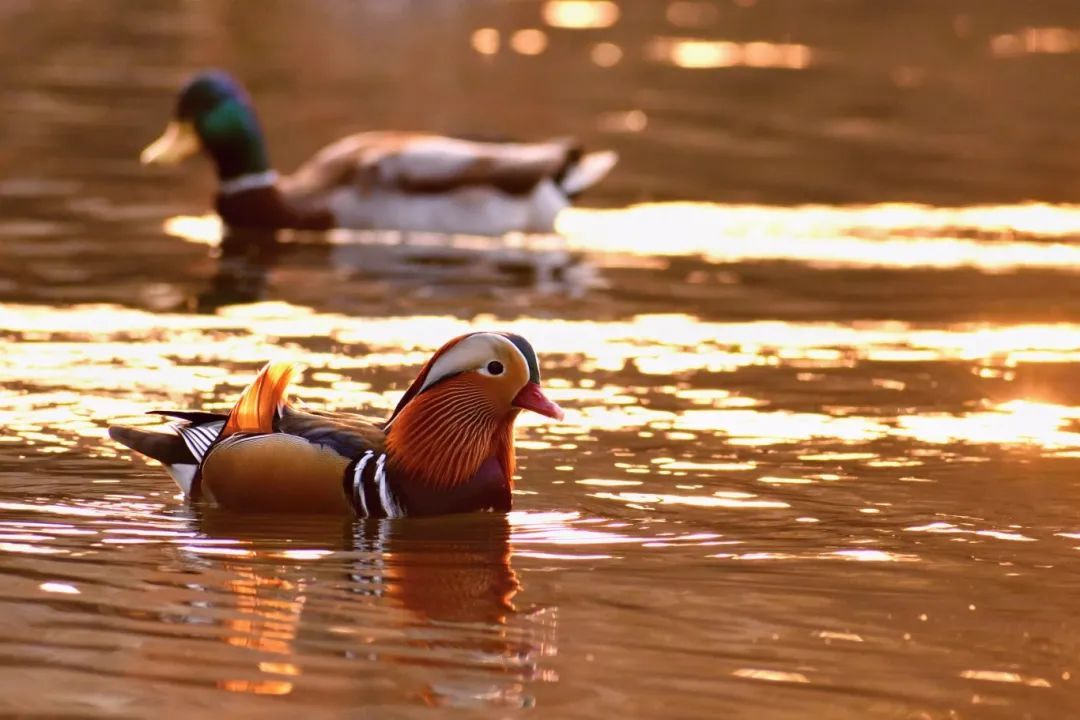 国际爱鸟日：为什么不建议你给路边的鸟儿喂食？