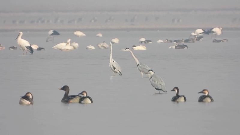 江西：70多万羽候鸟陆续北迁 多方协作全链条保护北迁路