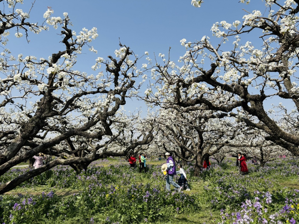 一树梨花满城春 安徽砀山万顷梨花竞相盛放 一树梨花满城春 安徽砀山万顷梨花竞相盛放