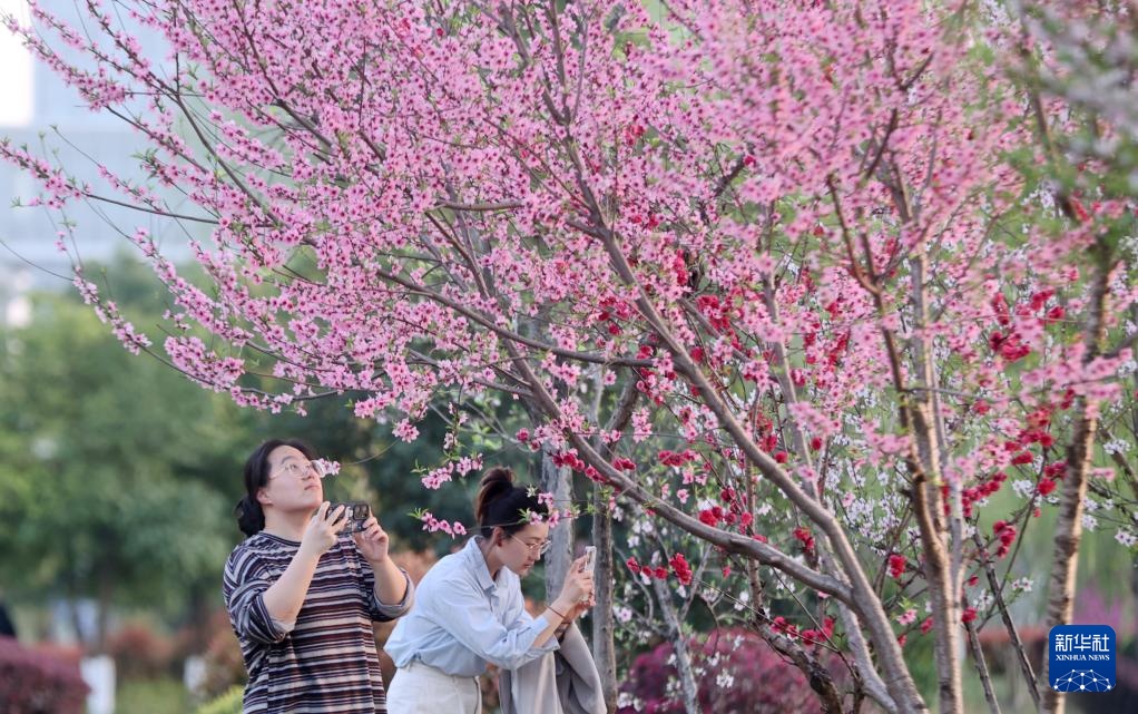 校园赏花季——姹紫嫣红竞春晖 校园赏花季——姹紫嫣红竞春晖