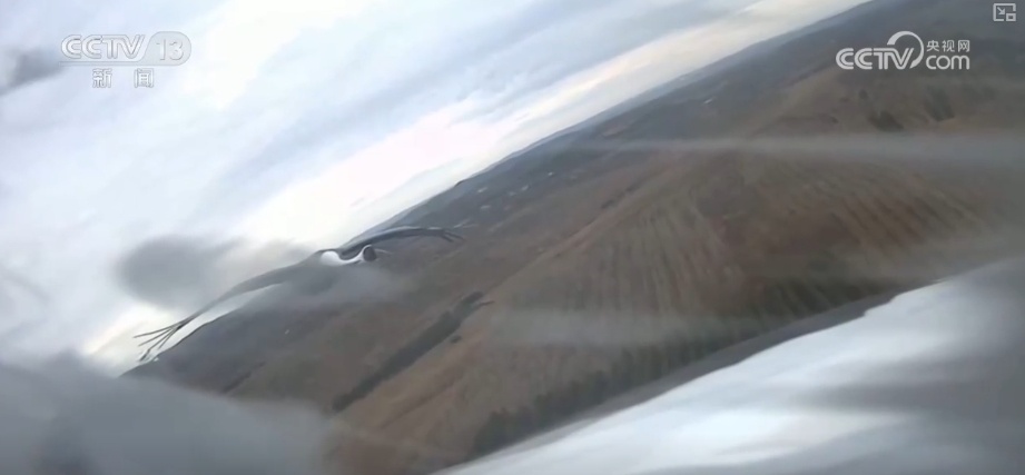 空中第一视角，绝美！跟着“摄影师”白枕鹤“蒙蒙”饱览生态之美