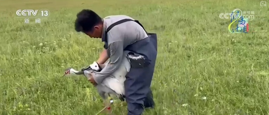 空中第一视角，绝美！跟着“摄影师”白枕鹤“蒙蒙”饱览生态之美