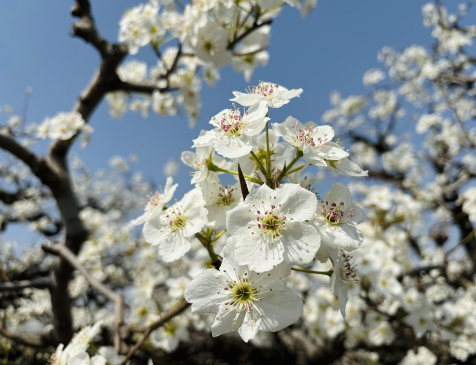 一树梨花满城春 安徽砀山万顷梨花竞相盛放 一树梨花满城春 安徽砀山万顷梨花竞相盛放