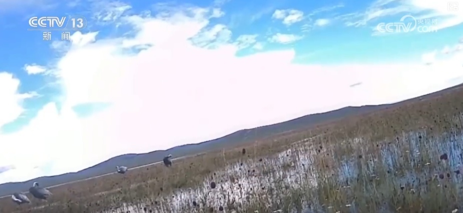 空中第一视角，绝美！跟着“摄影师”白枕鹤“蒙蒙”饱览生态之美