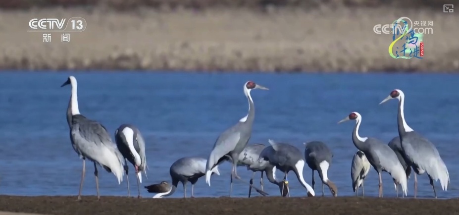 空中第一视角，绝美！跟着“摄影师”白枕鹤“蒙蒙”饱览生态之美