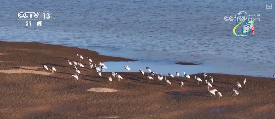 空中第一视角，绝美！跟着“摄影师”白枕鹤“蒙蒙”饱览生态之美