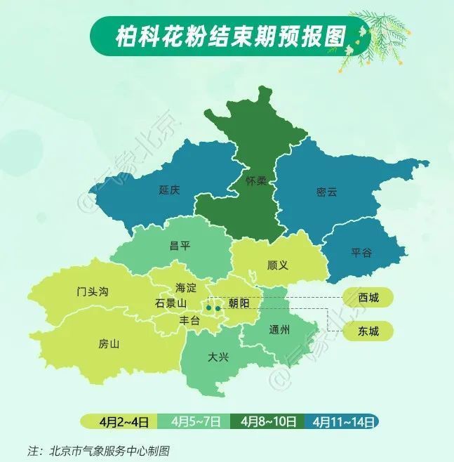 好消息！北京柏科花粉期要结束了