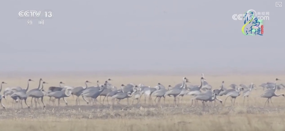空中第一视角，绝美！跟着“摄影师”白枕鹤“蒙蒙”饱览生态之美