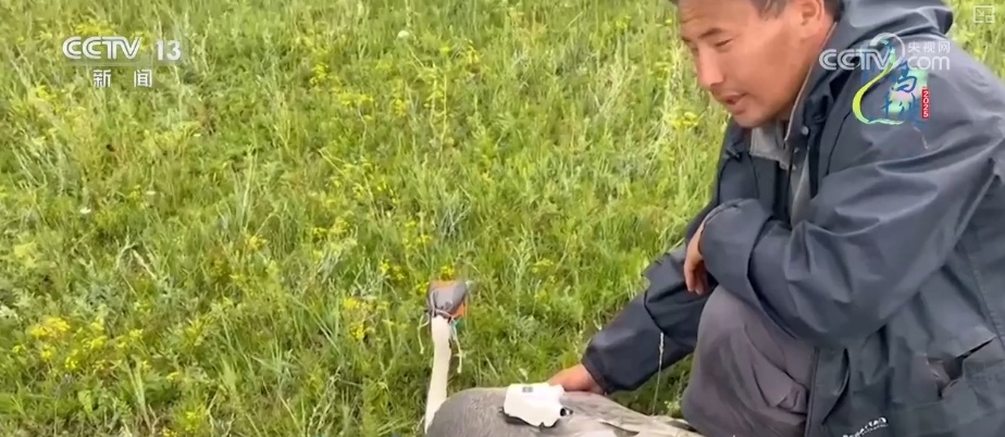 空中第一视角，绝美！跟着“摄影师”白枕鹤“蒙蒙”饱览生态之美