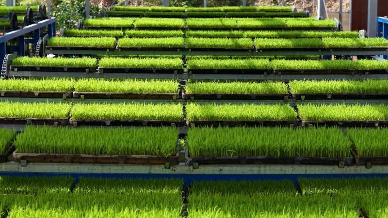 江西:早稻育秧1100多万亩 播栽进度超14% 江西:早稻育秧1100多万亩 播栽进度超14%