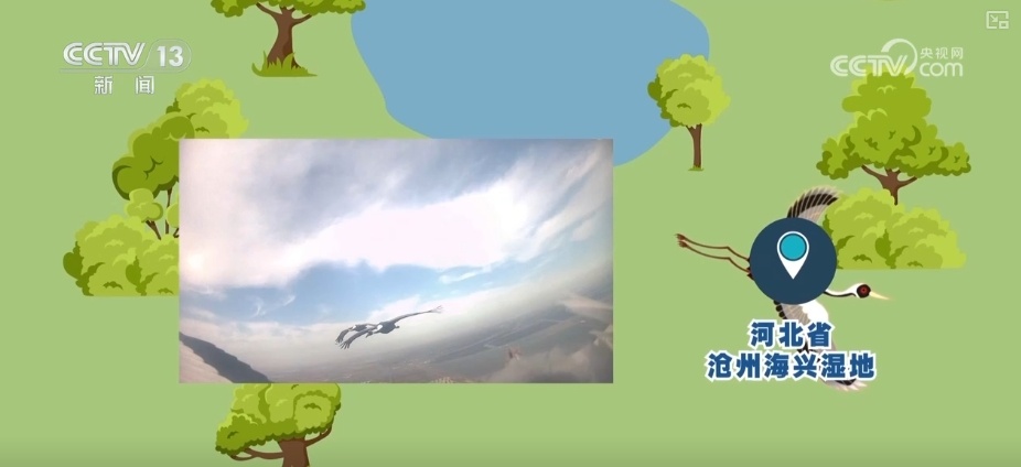 空中第一视角，绝美！跟着“摄影师”白枕鹤“蒙蒙”饱览生态之美